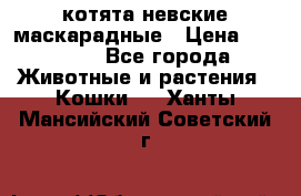котята невские маскарадные › Цена ­ 18 000 - Все города Животные и растения » Кошки   . Ханты-Мансийский,Советский г.